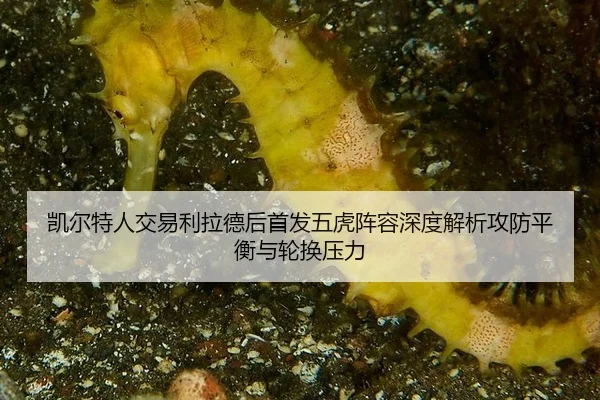 凯尔特人交易利拉德后首发五虎阵容深度解析攻防平衡与轮换压力